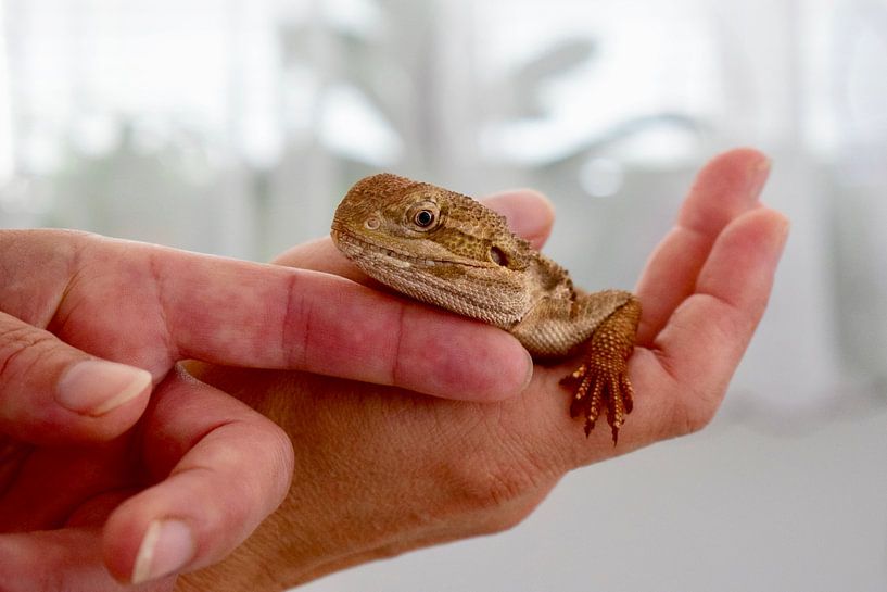 Dwarf Bearded Dragon by Mina Nakamura