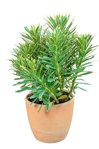 Wolfsmelkplant in een bloempot op een witte achtergrond