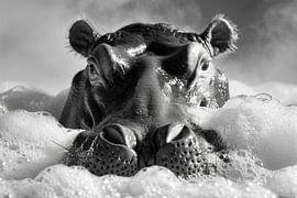 Cosy hippo in the bathroom - A humorous bathroom picture for your WC by Poster Art Shop