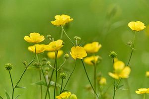 Boutons d'or dans l'herbe