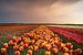 Noord Holland bloeit van Klaas Fidom