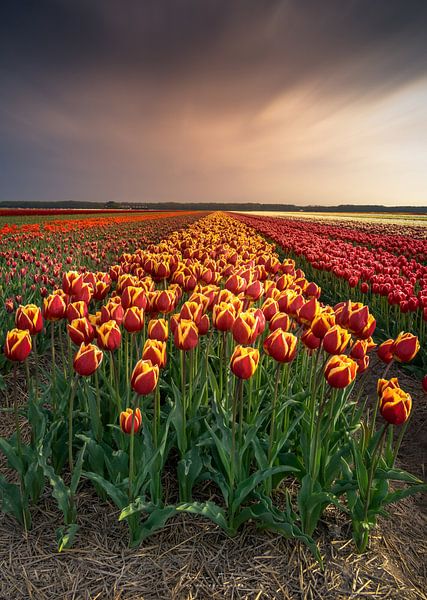 Noord Holland bloeit van Klaas Fidom