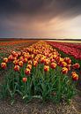 North Holland flourishes by Klaas Fidom thumbnail