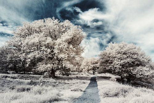 Fairytale landscape with dramatic sky. Infrared photo print