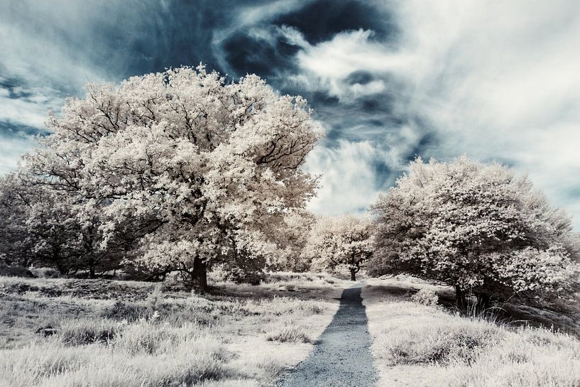 Paysage de conte de fées avec un ciel spectaculaire. Tirage photo infrarouge par Hidden Light Gallery