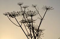 Berenklauw in de ochtendmist met spinnenweb met dauwdruppels