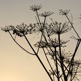 Berenklauw in de ochtendmist met spinnenweb met dauwdruppels van Trinet Uzun
