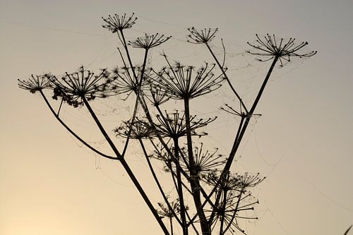 Bear claw in the morning mist with cobwebs with dewdrops by Trinet Uzun