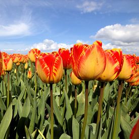 Geel met rode tulpen van Frouwkje Fotografie