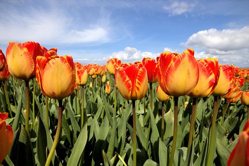 Geel met rode tulpen van Frouwkje Fotografie