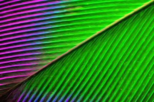 Abstract Feather
