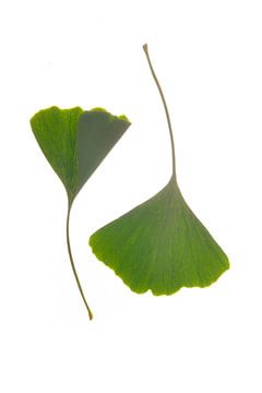 Ginkgo bladeren groen van Anjo Kan