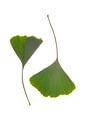 Ginkgoblätter grün von Anjo Kan Miniaturansicht