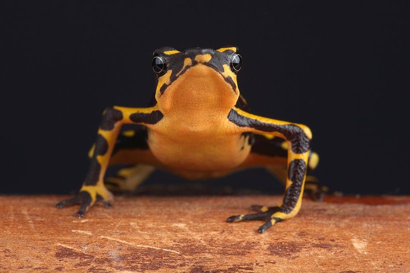 Hoogmoed's Harlequin Toad (Atelopus hoogmoedi) by Ronald Pol