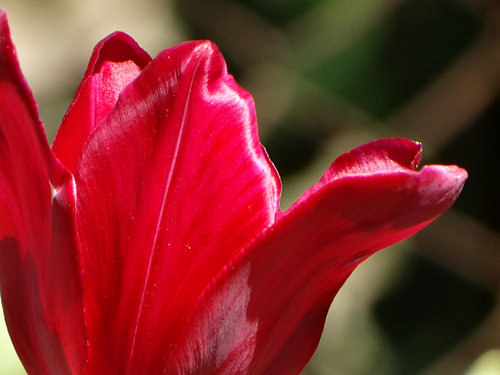 Lentebloemen collectie