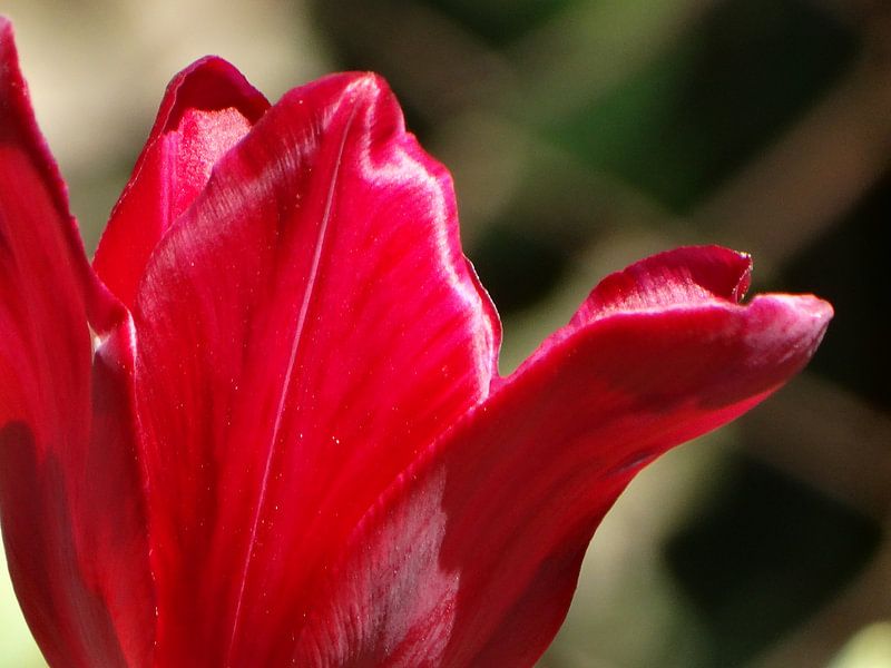 Spring Flowers Collection by Marinescu Dan