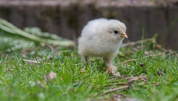 Brahma chick 'buff columbia' dawdling on the grass by Jolanda de Jong-Jansen