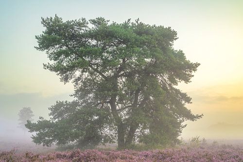 Zonsopgang boven een heidelandschap