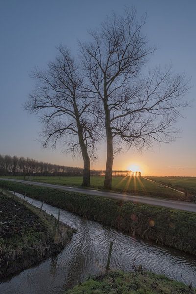 Trees at Ingen / Betuwe by Moetwil en van Dijk - Fotografie