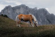 Paard In De Bergen van fromkevin thumbnail