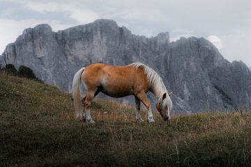 Paard In De Bergen van Kevin D'Errico