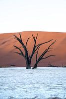 Century-old dead tree with pastel-coloured dunes in background