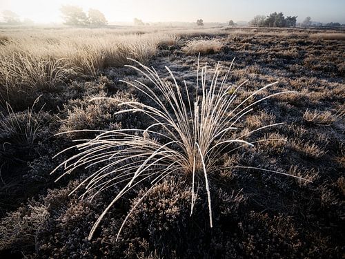 Blades of grass covered in hoarfrost
