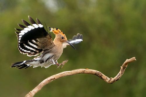 Hop landing on a branche.