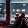 Katten in een deken voor het raam. van Felicity Berkleef