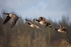 Canada Goose by Anton Kloof
