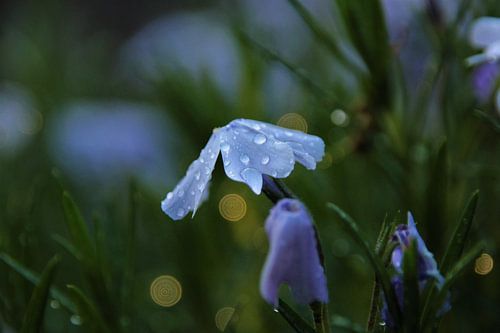 Schöne Blume mit Tropfen auf sie
