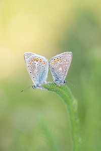 Icarus blues