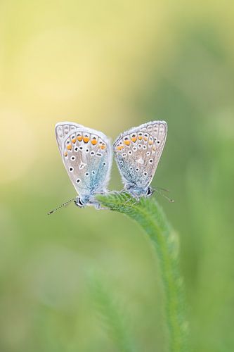 Icarusblauwtjes