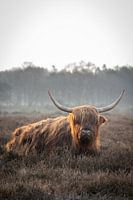 Schotse hooglander