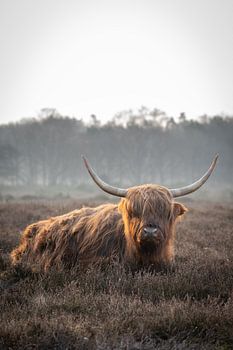 Scottish Highlander