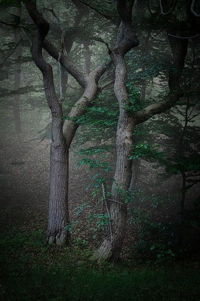 Ancient oaks in the PWN Dune Reserve near Bergen #9 by peterheinspictures