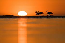 Flamingos bei Sonnenuntergang von Rick van der Weijde