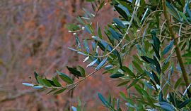 Olivenzweig von Images from a hillside in Umbria