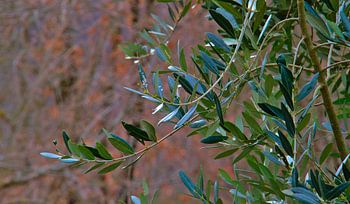 Olive branch