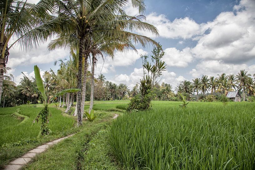 Reisfeldern Ubud - Bali - Indonesia von Dries van Assen