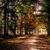 Bospad in de herfst || Nederlandse landschappen, Brabant van Suzanne Spijkers