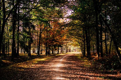 Bospad in de herfst || Nederlandse landschappen, Brabant