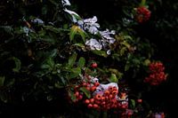 Winterse besjes 
