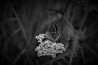 butterflies