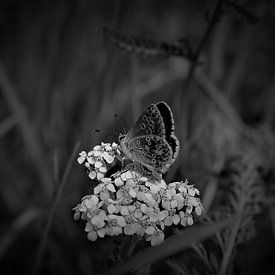 Schmetterlinge von MartinsPhotocorner