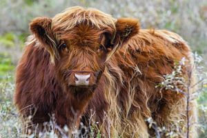 Junger schottischer Highlander