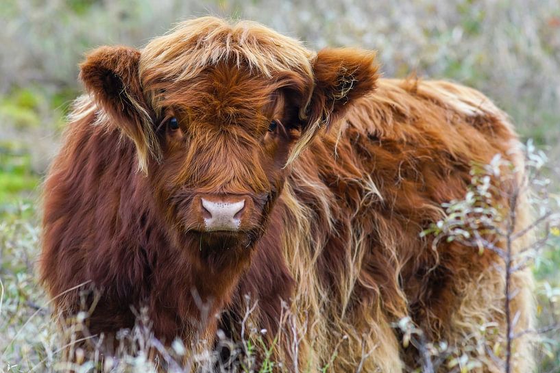 Jeune Highlander écossais par Dirk van Egmond