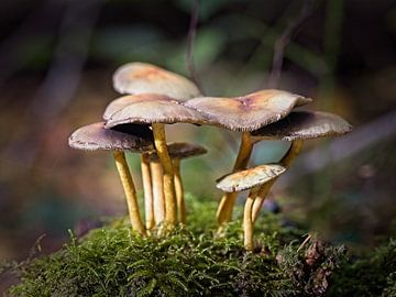 Mushrooms in the Eyser forest by Rob Boon