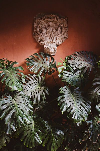 Monstera by Hello Pompoyo