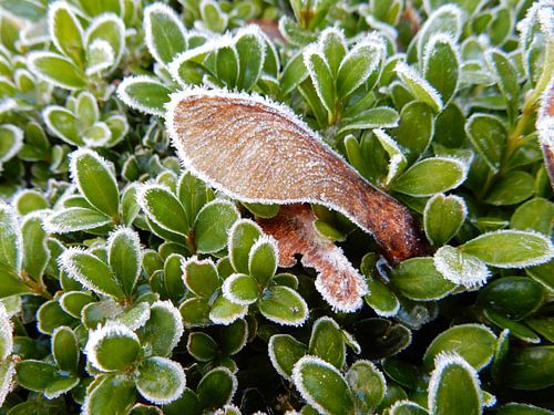 frost on boxwood